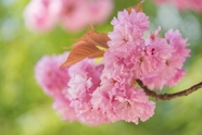春天粉色樱花树枝摄影图片