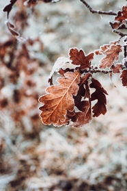 秋天干枯的落叶摄影图片