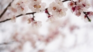 春天唯美意境粉色淡雅樱花摄影图片