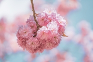春天粉色樱花开花摄影图片