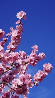 蓝色天空下的粉色樱花摄影图片