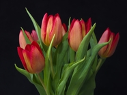 红色郁金香花束花枝摄影图片