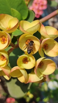 蜜蜂在黄色花朵上采蜜摄影图片