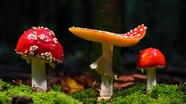 红色盘状真菌蘑菇摄影图片