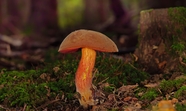 树林地面野生牛肝菌蘑菇摄影图片