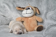 躺在毛绒玩具旁边休息的小狗图片