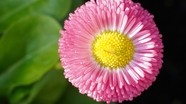 微距特写粉色翠菊摄影图片
