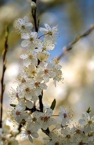春天樱花树白色樱花微距特写摄影图片