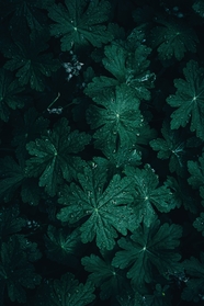 雨后大根天竺葵叶子摄影图片