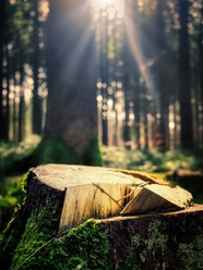绿色树林阳光照耀着木桩图片