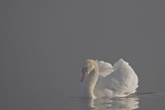 雾气朦胧白色疣鼻天鹅摄影图片