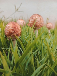绿色草丛野生蘑菇摄影图片