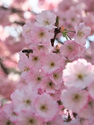 小蜜蜂在粉色樱花上飞来飞去图片