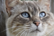 蓝眼睛的小猫头部摄影图片