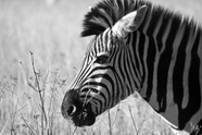 非洲草原斑马黑白摄影图片