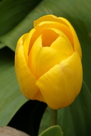 春天含苞待放黄色郁金香图片