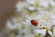 微距白色花朵七星瓢虫摄影图片