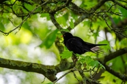 春天绿色树枝上的黑鸟图片