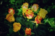 含苞待放黄色玫瑰花摄影图片