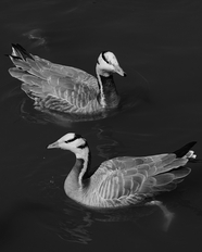 池塘黑白风格斑头雁摄影图片