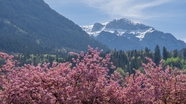 粉色樱花林远山山脉摄影图片
