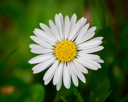 微距特写白色小雏菊摄影图片