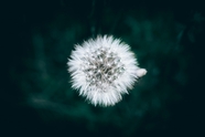 白色蒲公英种子植物摄影图片