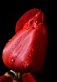 布满水珠的红色郁金香花苞图片