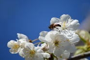 蓝天白色樱花蜜蜂摄影图片