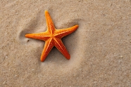 海边沙滩棘皮类动物海星图片
