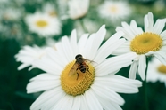 白色雏菊花蜜蜂采蜜摄影图片