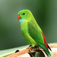绿色短尾鹦鹉摄影图片