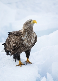 站在雪地了的白尾鹰图片