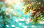 夏日波光粼粼海水棕榈树叶背景图片