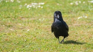 草地上行走的腐肉乌鸦图片