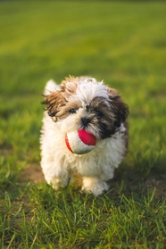 绿色草地西施犬玩球摄影图片