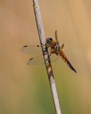竹竿停歇的薄翅蜻蜓摄影图片