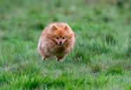 草地自由狂奔的博美犬图片