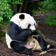 坐在树下啃竹子的熊猫图片