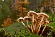 野生硬柄小皮伞蘑菇群摄影图片