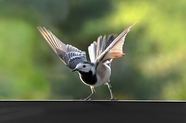 灰鹡鸰野生飞禽摄影图片