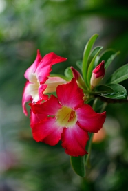 野生红色花朵花枝摄影图片