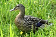 绿色杂草丛野鸭子摄影图片
