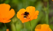 橙色罂粟花蜜蜂采蜜摄影图片