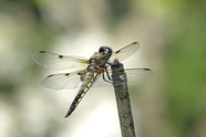 野生四斑蜻蜓摄影图片