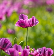 紫色罂粟花花开摄影图片