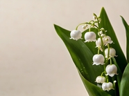 白色铃兰花叶子摄影图片