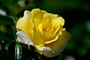 黄色玫瑰花绽放摄影图片