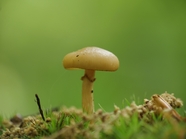 地面野生苔藓真菌蘑菇摄影图片 