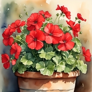 水彩风格天竺葵盆栽植物绘画作品图片